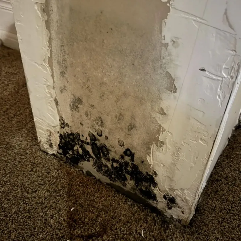 Professional Mold Removal in Silver Lakes, CA